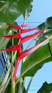 Pin On Plantitos And Plantitas