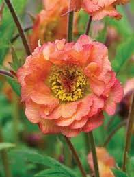 The royal horticultural society granted the award of garden merit (agm) to geum 'mrs. Geum Mai Tai Claire Austin