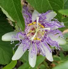 Image result for Passifloraceae