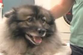 View map of pet medical center of katy, and get driving directions from your location. Battling Canine Cancer Paws Claws Pet Medical Center