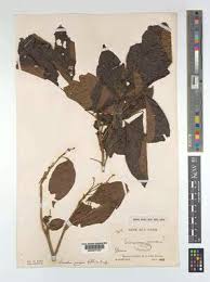 Image result for Eriocoelum microspermum