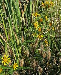 Image result for Bidens kirkii