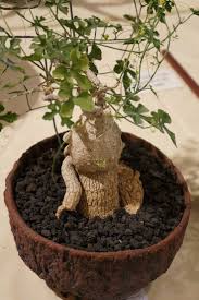 Image result for Corallocarpus bainesii