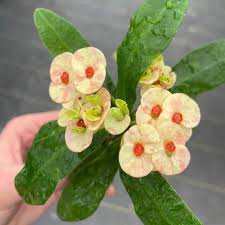 Image result for Euphorbia pfeilii