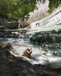 (bagni san filippo con possibilità di bagno alle terme libere del fosso bianco) anello. Bagni San Filippo Un Maiale Si Immerge Nelle Acque Termali Nella Zona Della Balena Bianca Carlotta Bertelli Lo Fotografa Centritalia News