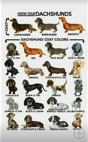 No Such Thing As A Double Dapple Also A Lot Of The Colors Piebald Tri Merle Are Either Dapple Colors Or Dachshund Breed Dachshund Puppies Dachshund Love