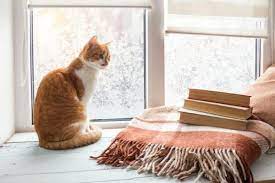 Leaving A Cat Alone 6 Tips To Entertain Your Cat At Home Cat Throwing Up Winter Cat Cat Care