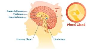 Pituitary Gland Meditation के Height पर फायदे और नुकसान | (Scientific  Proof) - Youtube