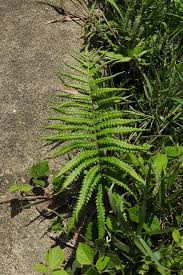 Image result for Cyclosorus interruptus