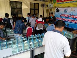 Mereka memang masih memiliki temperamen dan kebiasaan ikan koi dengan bentuk dan warna yang cantik ini. Ratusan Ikan Cupang Ikuti Kontes Kecantikan Dinas Komunikasi Dan Informasi Kabupaten Indramayu