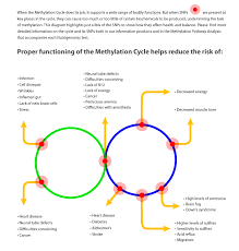 overview of methylation cycle and how snps interact with