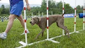 Check spelling or type a new query. 7 Most Popular Dog Training Methods Dogtime