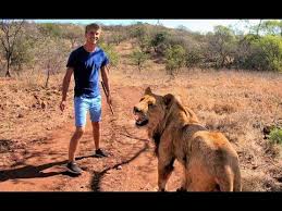 Read common sense media's african cats review, age rating, and parents guide. Walking With Real Lions Lion Walk South Africa Living With Big Cats Youtube