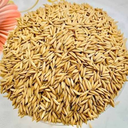 Rice Seeds agriculture product category