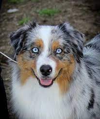 We have a beautiful standard size australian shepherd puppies. Index