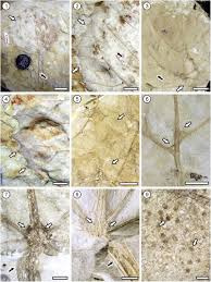 Image result for Crotonogynopsis australis