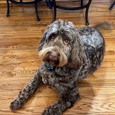 Welcome to cove lake labradoodles! Australian Labradoodle Puppies For Sale Nc Crazypurplemama