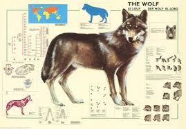 The Wolf Animal Education Poster 27x39 Animals Education Poster Wolf