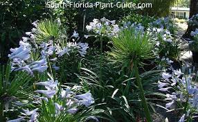 Agapanthus Lily Of The Nile