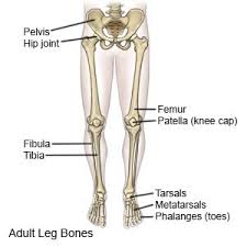 Blank leg bones diagram : Leg Fracture What You Need To Know