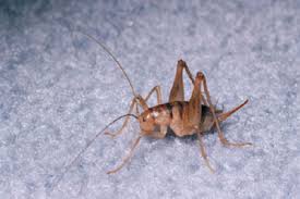 Camel crickets can become a severe pest problem when they invade your home. Crickets Umn Extension