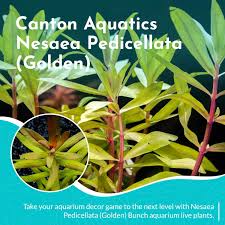 Image result for Nesaea minima