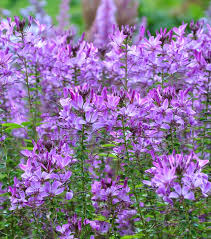 Image result for Cleome maculata