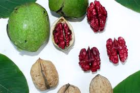 Image result for antraknóza ořešáku