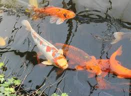 Selain itu, bagian selatan dan area dekat dengan kamar tidur juga merupakan tempat di mana kolam ikan dilarang dibuat. Pernikahannya Hancur Berantakan Karena Perselingkuhan Ternyata Menurut Feng Shui Ini Disebabkan Karena Mitos Kolam Ikan Di Depan Rumah Kok Bisa Semua Halaman Suar
