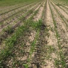 Moles can be an expensive pest to deal with in the agricultural environment, i pride myself on my ability to tackle mole control over large areas. Pdf Prospect Of Unmanned Aerial Vehicle Uav Technology For Agricultural Production Management
