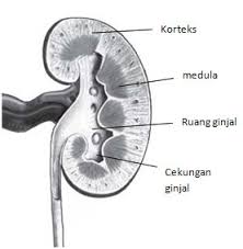 Check spelling or type a new query. Mengenal Sistem Ekskresi Pada Manusia
