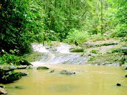 Image result for Strephonema sericeum