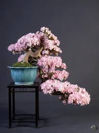 This low care indoor bonsai needs a sunny window to large tubular flowers. Top 10 Flowering Bonsai Trees Bonsai Empire