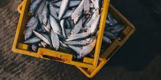 10 Jenis Ikan Laut Konsumsi Masyarakat Kaya Gizi Dan Manfaat Kesehatan Merdeka Com