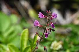 Image result for Tridactyle filifolia