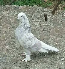 Tony Silva Adli Kullanicinin Guvercin Pidgeon Panosundaki Pin Guzel Kuslar Hayvanlar Kus