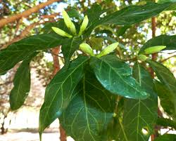 Image result for Rothmannia globosa