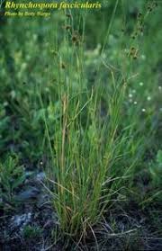 Image result for Rhynchospora brevirostris