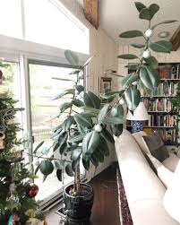 Whether a rubber tree is poisonous to pets depends on the type of tree. Rubber Plants Ultimate Growing Guide And 16 Common Problems