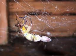 Some baby spiders eat plant nectar. Anole Done In By A Black Widow Anole Annals