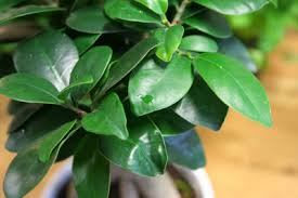 Bonsai verliert blatter was kann man dagegen tun plantura. Hilfe Mein Bonsai Verliert Im Winter Alle Blatter Was Zu Tun Ist Gartenlexikon De