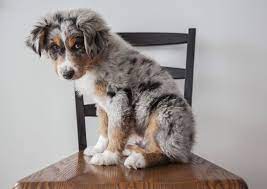 8 bildhübsche, reinrassige australian shepherd welpen haben am das licht der welt erblickt.der australian shepherd ist ein hütehund, der seine beschäftigung braucht und auch bekommen sollte. Newborn Blue Merle Australian Shepherd Puppies Google Search Australian Shepherd Welpen Australian Shepherd Blue Merle