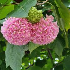 Image result for Dombeya lastii