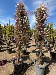 Image result for Jasminum polyanthum