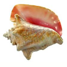 Message cards, congratulations cards, diy your book and so on, diy and make your mood more pleasant at the same time, bring happiness to. Large Conch Shell