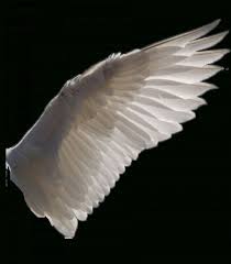 Birds That Can T Fly Far Pin On Png Image