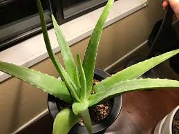 Here are 17 best uses for aloe vera for acne pimples are characterized by dark, red, and painful swellings usually on the parts of the body that you can also use aloe vera for acne scars and spots on your skin. Is My Aloe Diseased White Spots Started To Appear Succulents