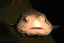 Is this the world's ugliest creature? Meet Bob the blobfish who is charming  fans at a Japanese aquarium - Lonely Planet