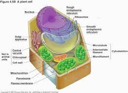 We did not find results for: Labeled Plant Cell Diagram
