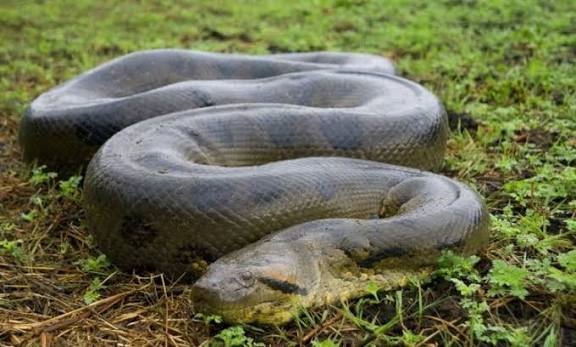 The world's largest snakes